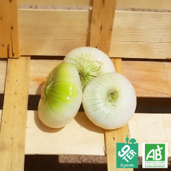 Oignon blanc bio vrac - ferme 9TER
