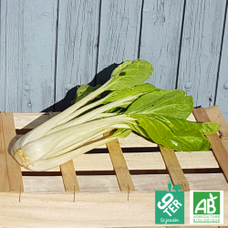 Pak Choï bio - ferme 9TER