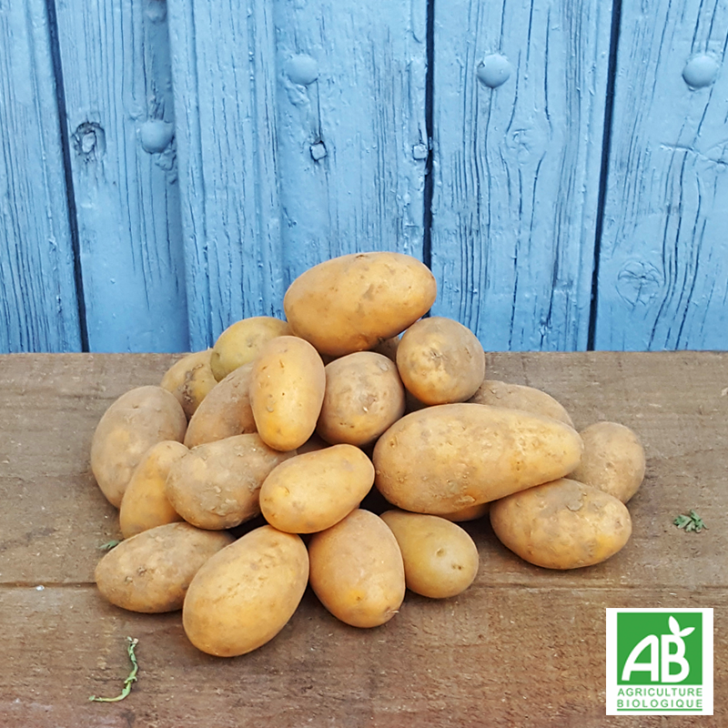 Pomme de terre Allians bio Pomme de terre Allians bio