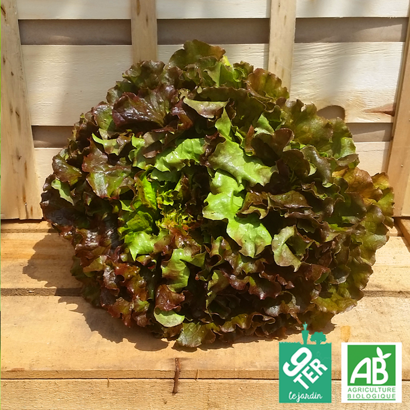 Salade Batavia rouge bio