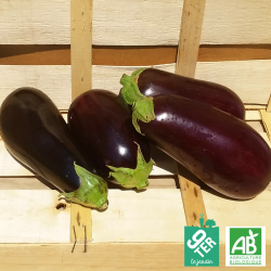 Aubergine violette - 9TER