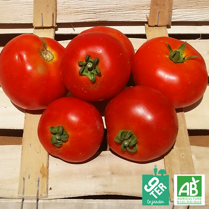 Tomate ronde 9TER