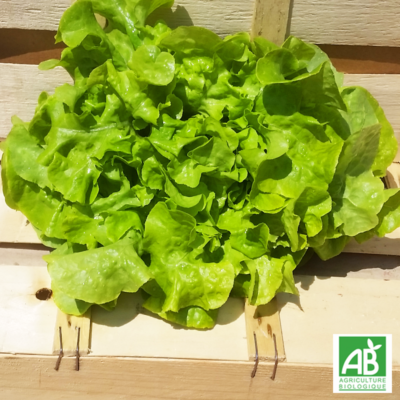 Salade feuille de chêne bio