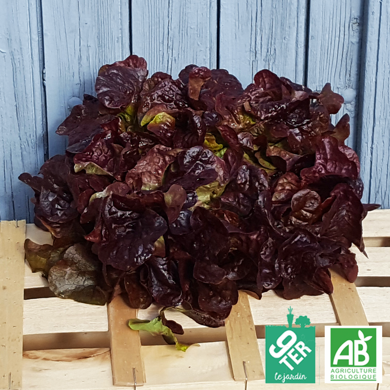 Salade Feuille de Chêne rouge bio 9TER