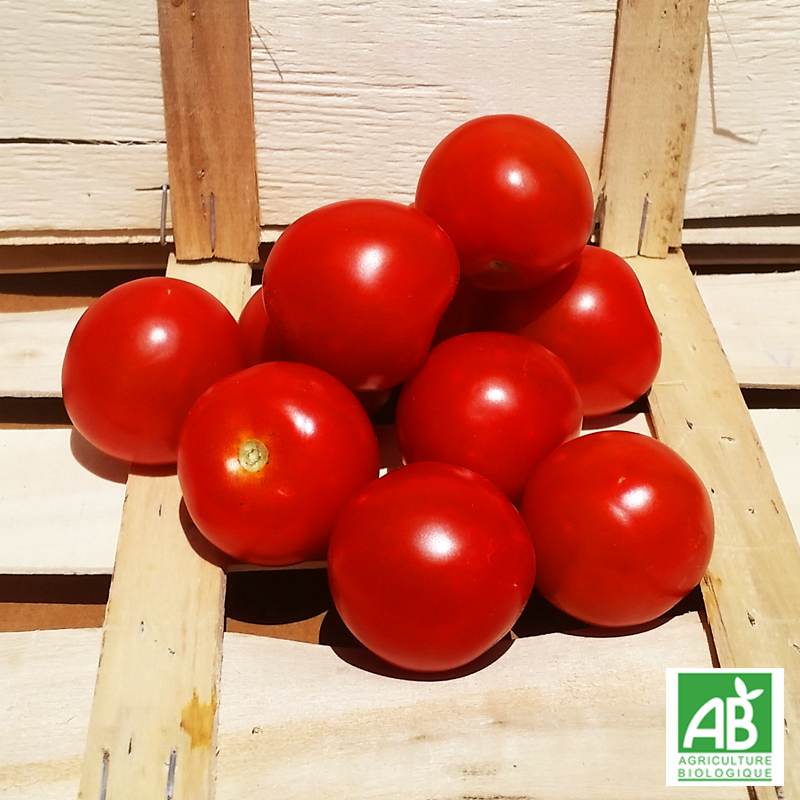 Tomate cocktail bio