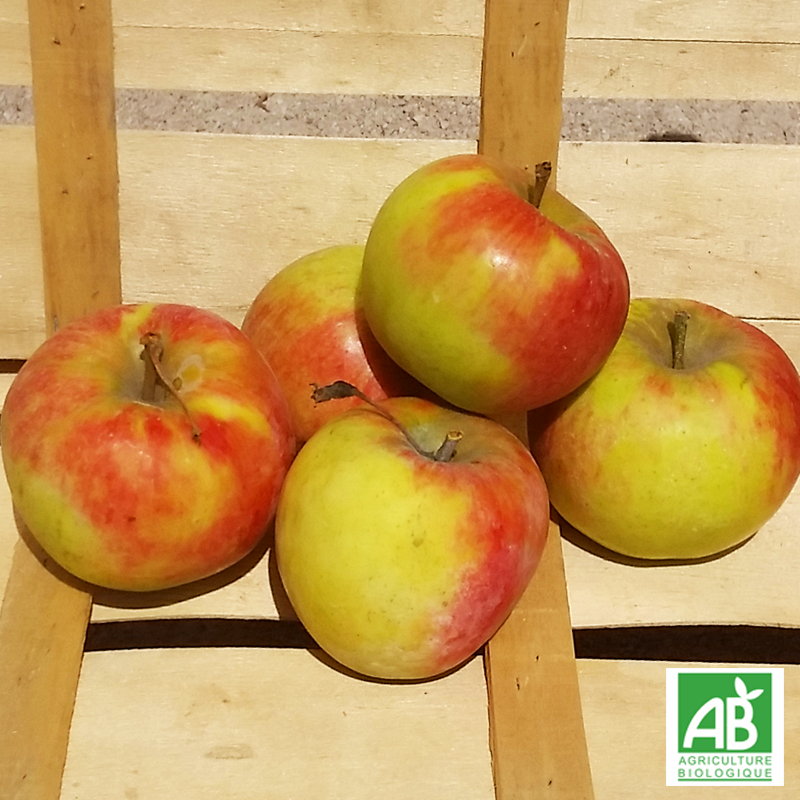 Pomme Elstar bio