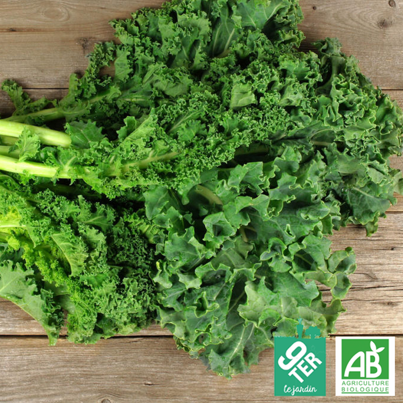 Chou Kale bio Ferme 9TER