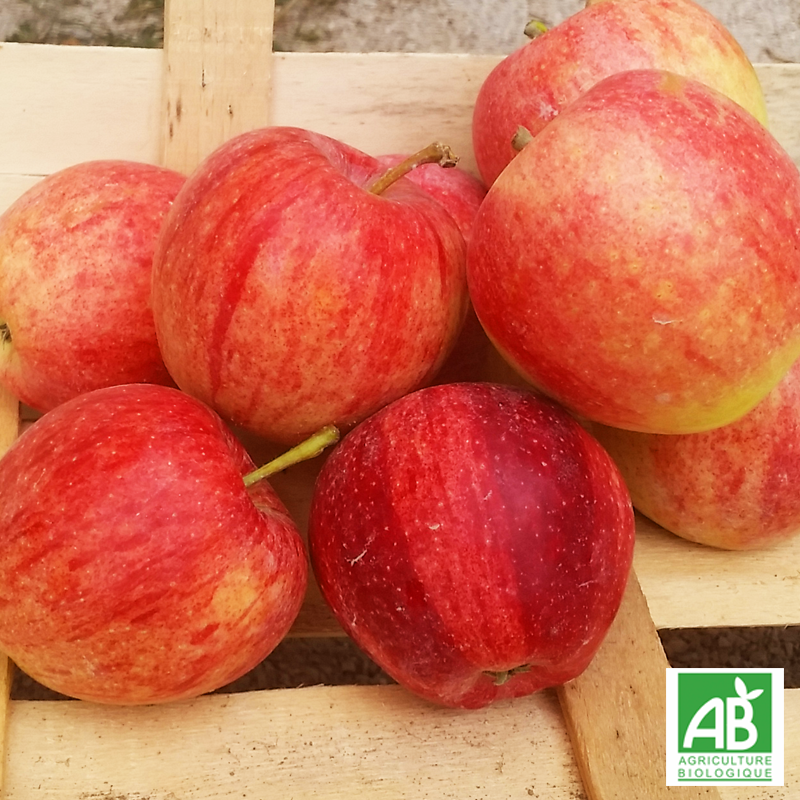 Pomme royal gala bio