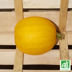 Courge spaghetti bio.