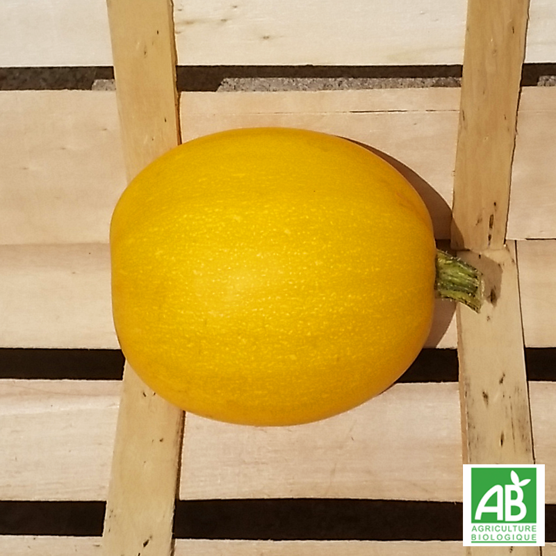Courge spaghetti bio.
