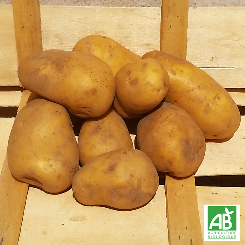 Pomme de terre Allians bio