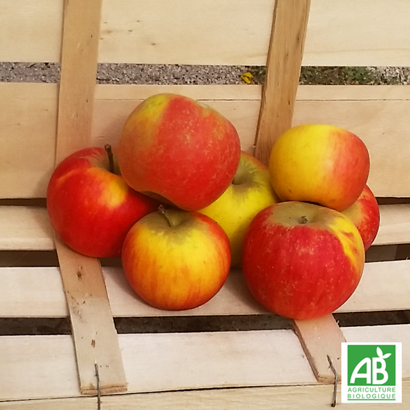 Pomme Reine des Reinettes  bio