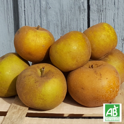 Pomme Reinette grise du Canada bio