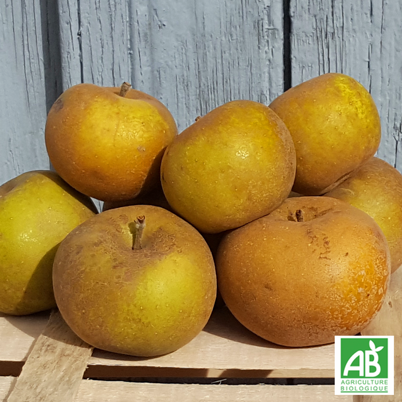 Pomme Reinette grise du Canada bio